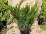 Juniperus x media Mint Julep